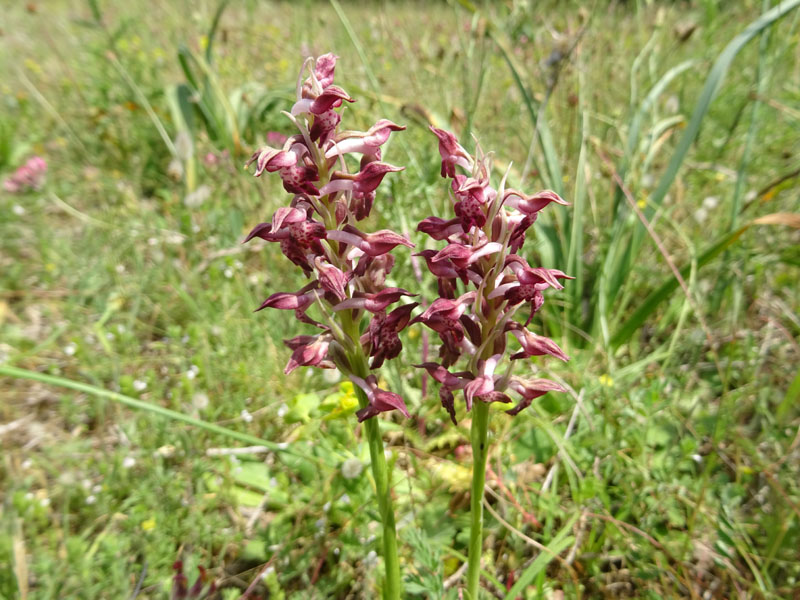 Anacamptis coriophora subsp. fragans..........Gargano